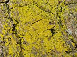 Image of lemon lichen