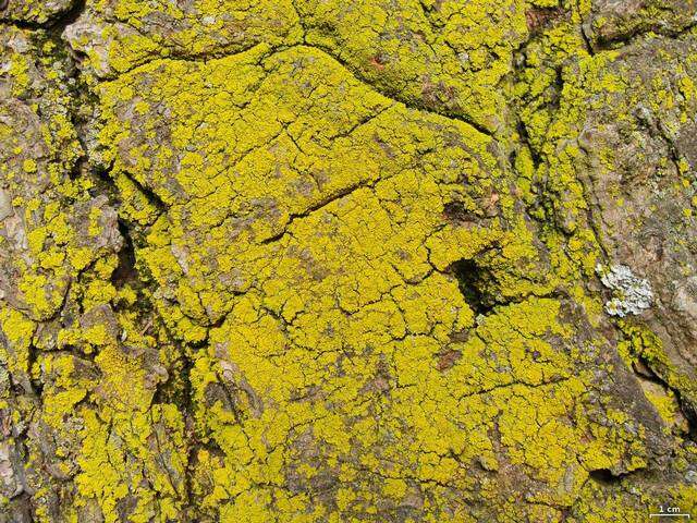 Image of lemon lichen