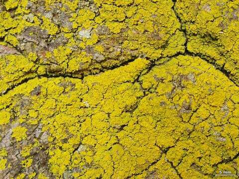 Image of lemon lichen