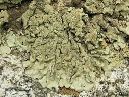 Image of Mexican xanthoparmelia lichen
