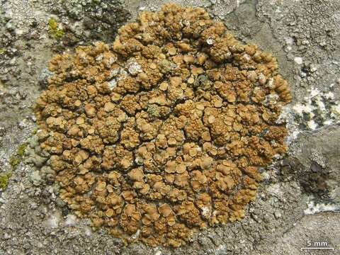 Image of rim lichen