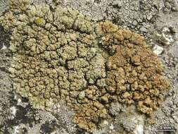 Image of rim lichen