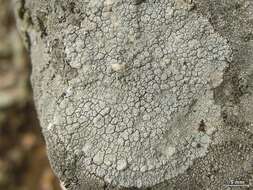 Image of White rim-lichen;   Rim Lichen