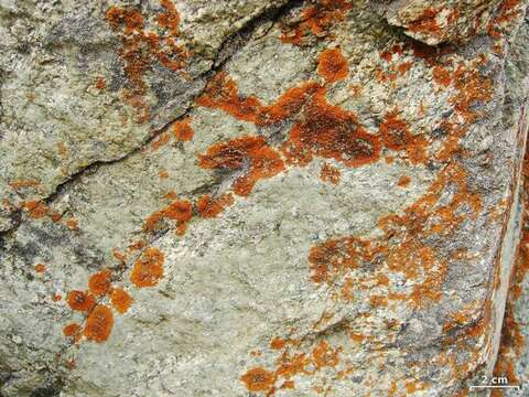 Image of orange lichen