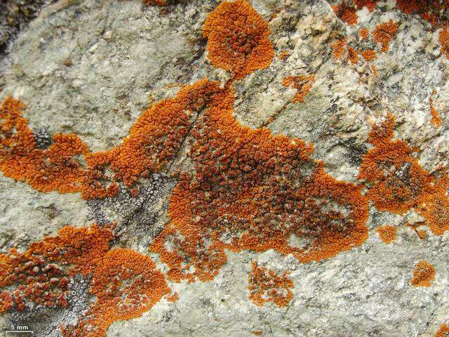 Image of orange lichen