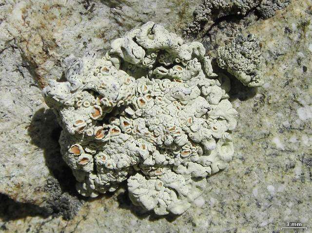 Image of rim lichens