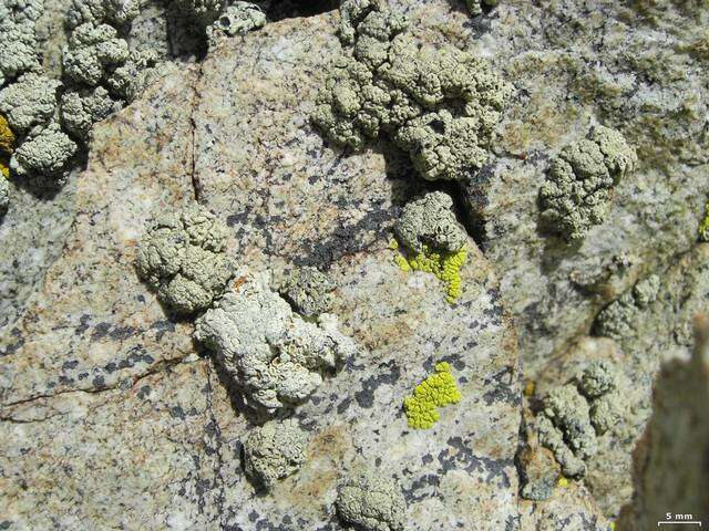 Image of rim lichens