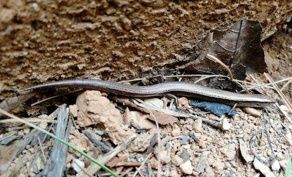 Image of Barbour's Ground Skink