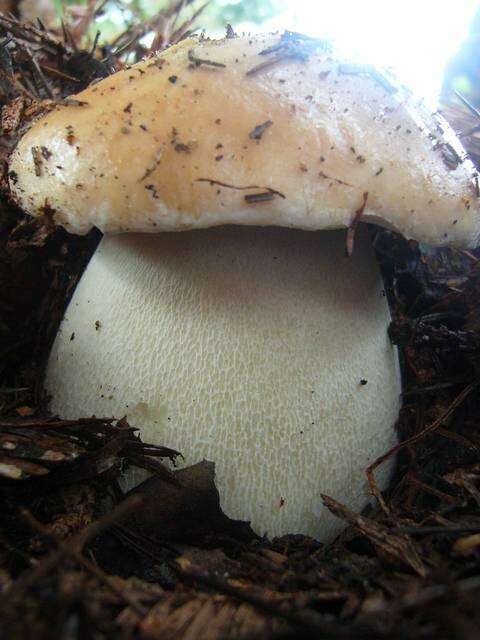 Image of Boletus