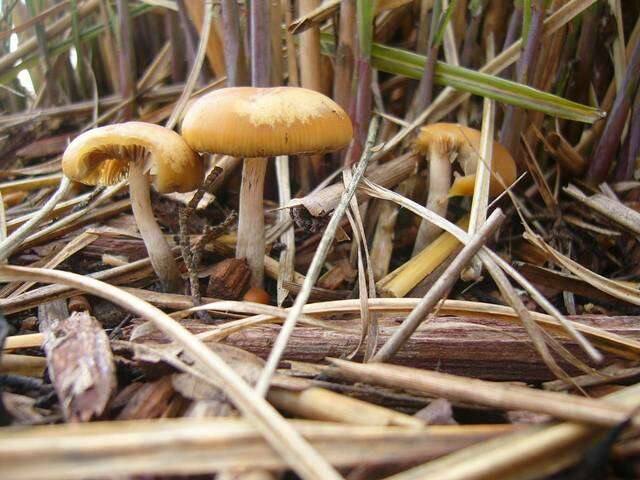 Image of Psilocybe