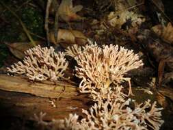 Ramaria pinicola (Burt) Corner 1961 resmi