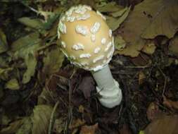 Image of Amanita velatipes G. F. Atk. 1900