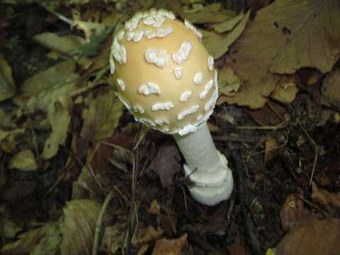 Image of Amanita velatipes G. F. Atk. 1900