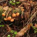 Plancia ëd Galerina stylifera (G. F. Atk.) A. H. Sm. & Singer 1958