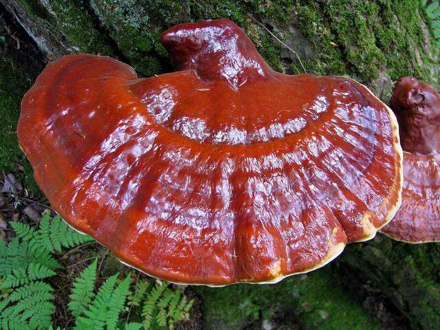 Image of Ganoderma tsugae Murrill 1902