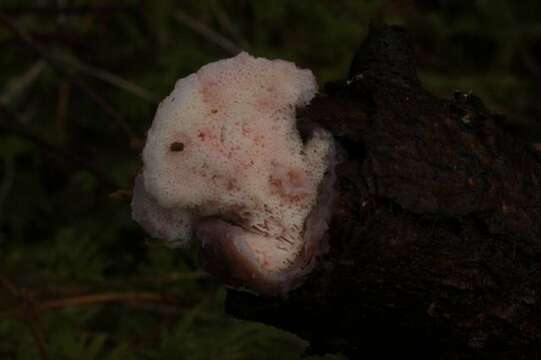 Image of Leptoporus