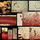 Imagem de Psathyrella saccharinophila (Peck) A. H. Sm. 1972