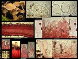 Image of Psathyrella saccharinophila (Peck) A. H. Sm. 1972