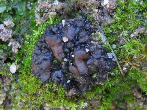 Image of Jelly lichens