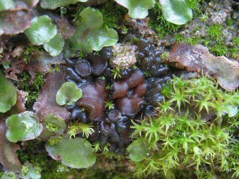 Image of Jelly lichens