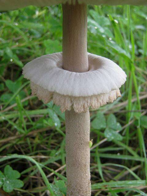 Image of Macrolepiota