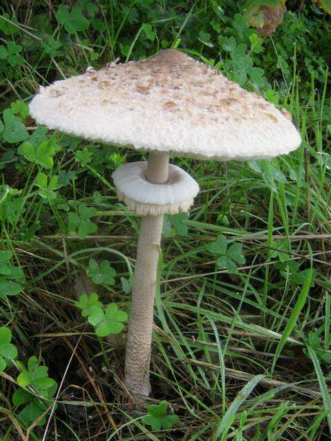 Image of Macrolepiota