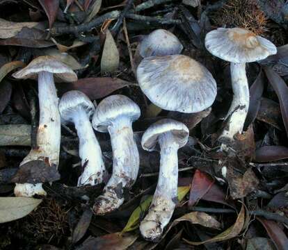 Image of light violet cortinarius