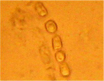 Image of Trichoderma
