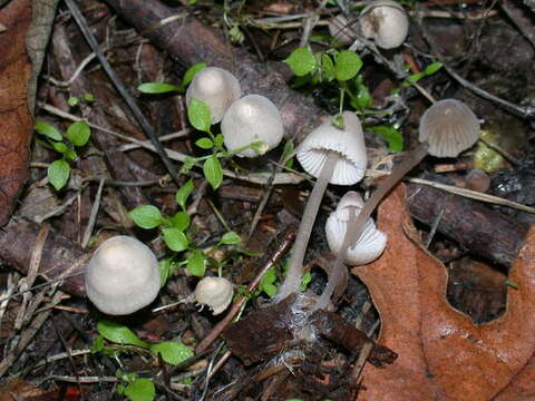 Imagem de Mycena alcalina (Fr.) P. Kumm. 1871