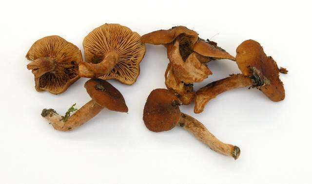 Image of Lactarius rubidus (Hesler & A. H. Sm.) Methven 2013