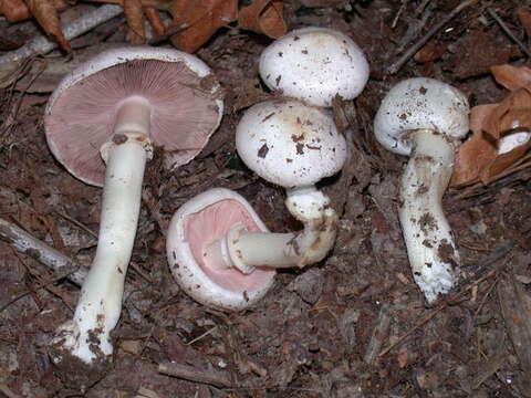 Imagem de Agaricus californicus Peck 1895