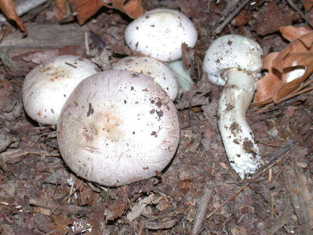 Imagem de Agaricus californicus Peck 1895