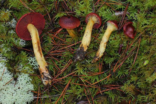 Image of Cortinarius smithii Ammirati, Niskanen & Liimat. 2013