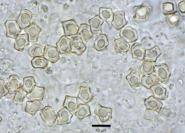 Image of Alboleptonia