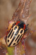 Image of Cottonwood Leaf Beetle