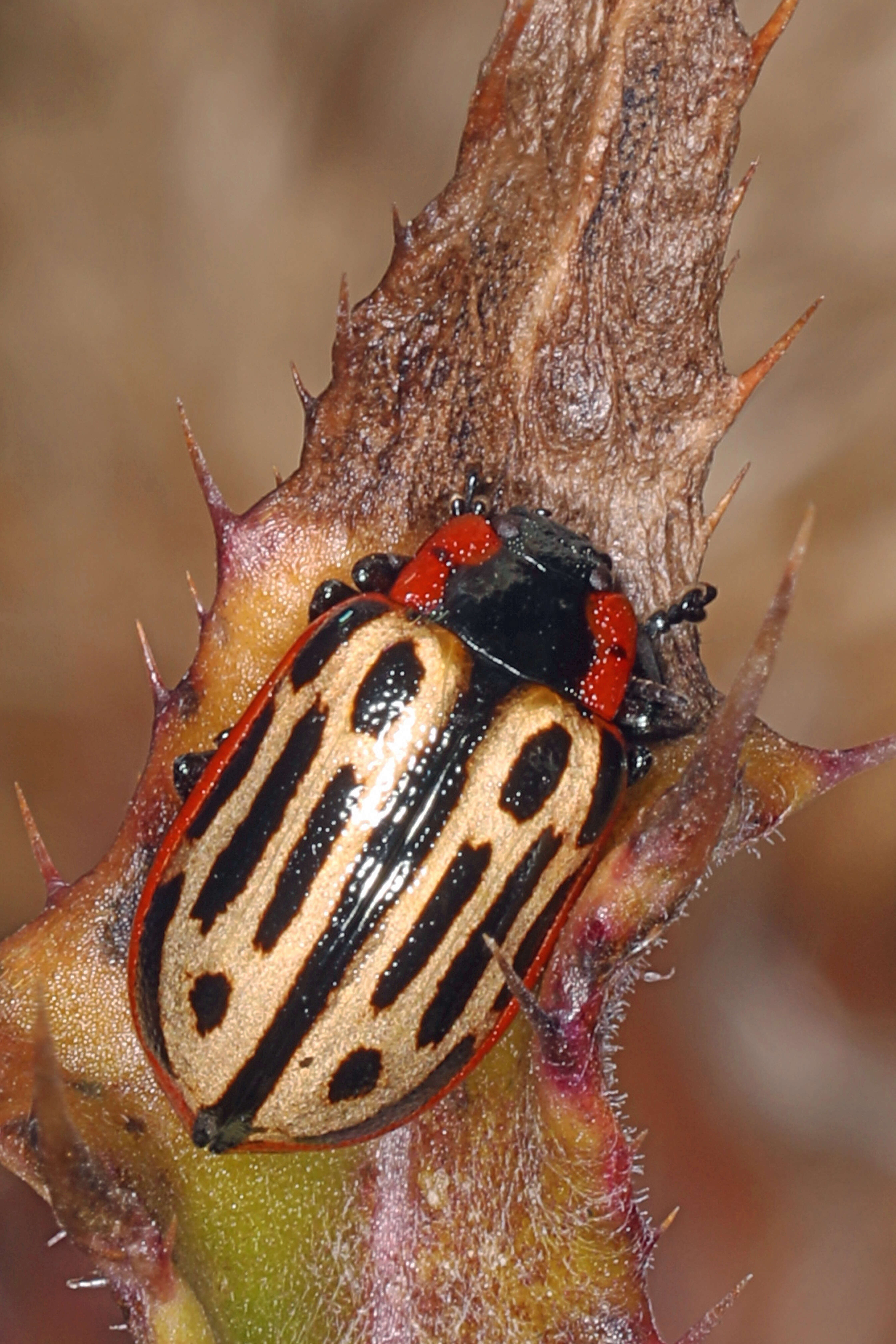 Image of Cottonwood Leaf Beetle