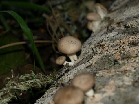 Image de Pleurotus