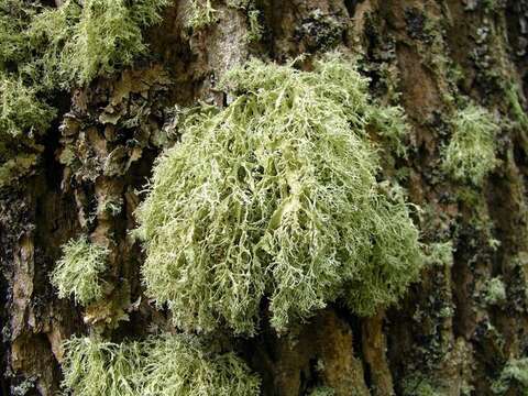 Image of cartilage lichen