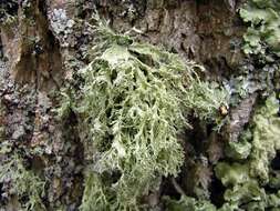 Image of cartilage lichen