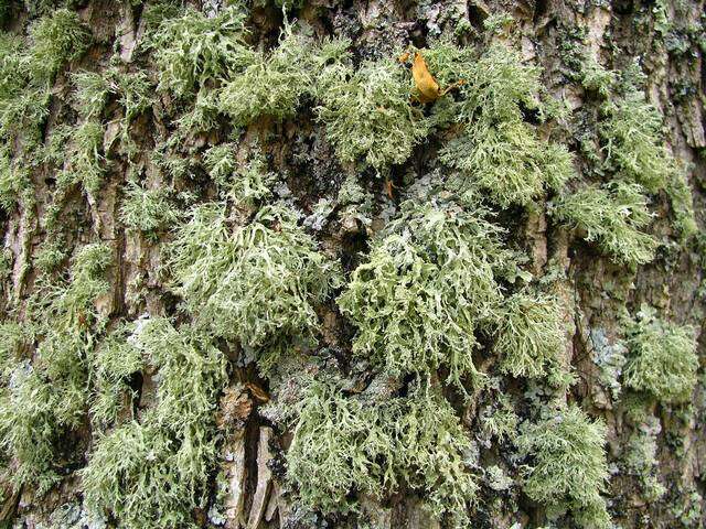 Image of cartilage lichen