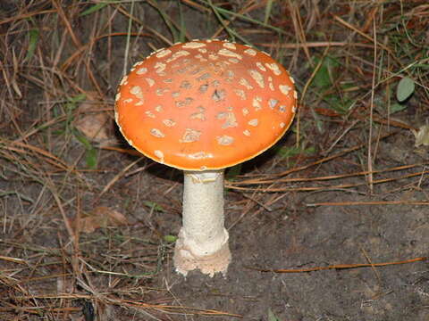 Image of Amanita persicina (Dav. T. Jenkins) Tulloss & Geml 2015