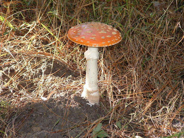 Image of Amanita persicina (Dav. T. Jenkins) Tulloss & Geml 2015