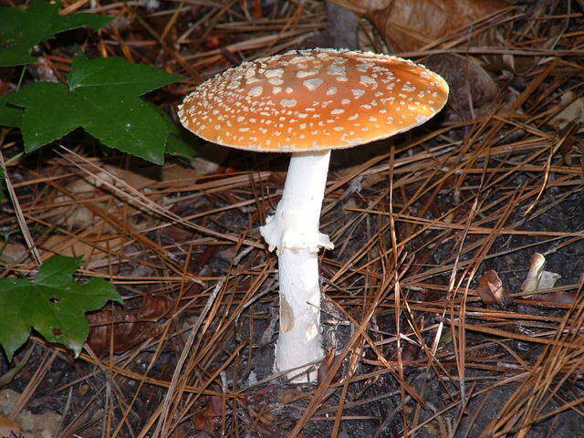 Image of Amanita persicina (Dav. T. Jenkins) Tulloss & Geml 2015