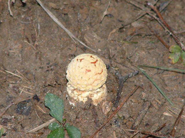 Image of Amanita persicina (Dav. T. Jenkins) Tulloss & Geml 2015