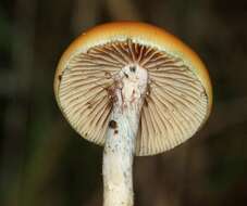 Image of Psilocybe