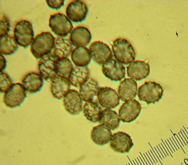 Image de Lactarius pallescens Hesler & A. H. Sm. 1979