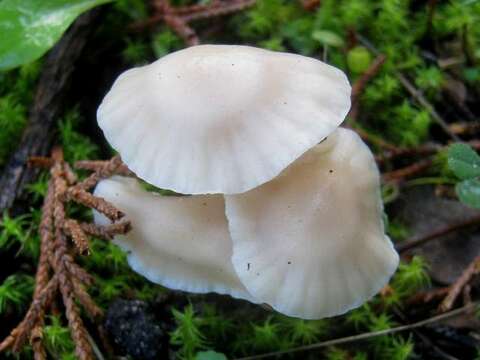 Слика од Hygrocybe