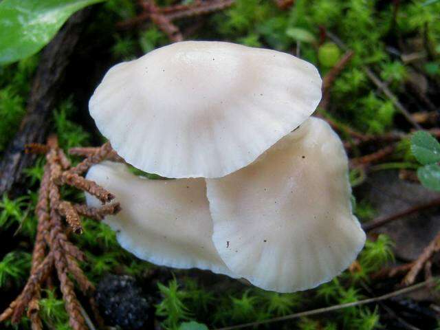 Image de Hygrocybe