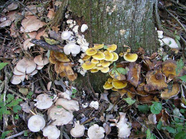 Image of Entoloma abortivum (Berk. & M. A. Curtis) Donk 1949