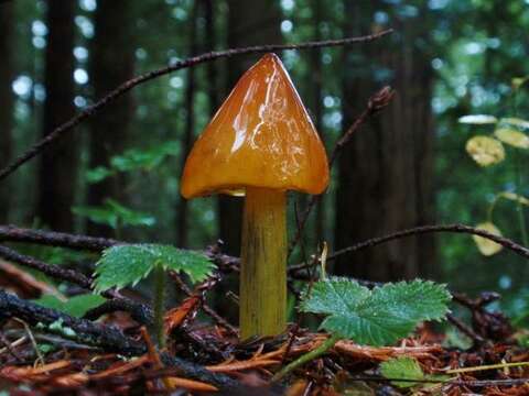 Image of Hygrocybe singeri (A. H. Sm. & Hesler) Singer 1958